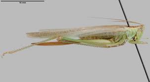 Attēlu rezultāti vaicājumam “Tettigoniodea”