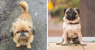 Image result for ugliest dog