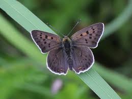 Attēlu rezultāti vaicājumam “Lycaena tityrus”