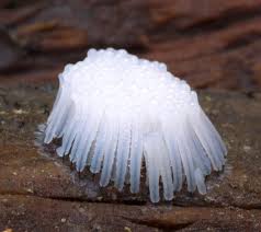 Attēlu rezultāti vaicājumam “Stemonitis fusca stalked”