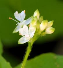 Attēlu rezultāti vaicājumam “Circaea alpina flower”