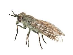 Attēlu rezultāti vaicājumam “Haematopota sp.”