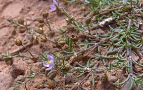 Attēlu rezultāti vaicājumam “Spergularia rubra”