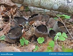 Attēlu rezultāti vaicājumam “Urnula craterium”