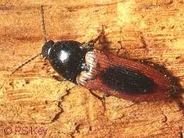 Attēlu rezultāti vaicājumam “Ampedus sanguinolentus”