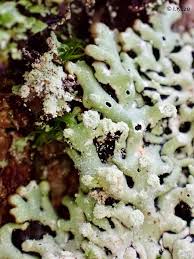 Attēlu rezultāti vaicājumam “Menegazzia terebrata”