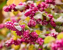 Attēlu rezultāti vaicājumam “Symphoricarpos x chenaultii”