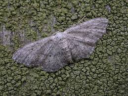 Attēlu rezultāti vaicājumam “Idaea seriata”