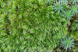 Attēlu rezultāti vaicājumam “Dicranum majus”