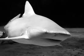 Image result for Carcharhinus leucas