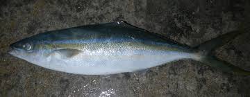 Image result for Elagatis bipinnulata