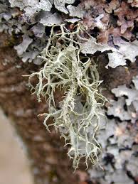 Attēlu rezultāti vaicājumam “Evernia divaricata”