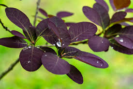 Attēlu rezultāti vaicājumam “Cotinus coggygria leaf”