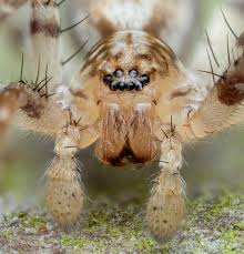 Attēlu rezultāti vaicājumam “Anyphaena accentuata”