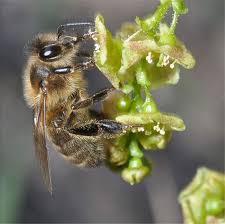 Attēlu rezultāti vaicājumam “Apis mellifera”