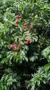 Image result for Litchi chinensis