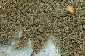 Attēlu rezultāti vaicājumam “Hedwigia ciliata”