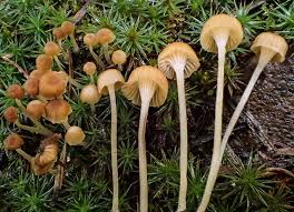 Attēlu rezultāti vaicājumam “Retinia resinella exuvia”