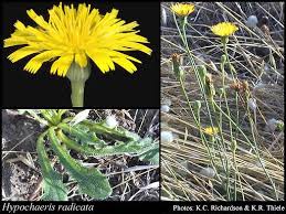 Attēlu rezultāti vaicājumam “Hypochaeris radicata fruit”