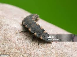 Attēlu rezultāti vaicājumam “Lampyris noctiluca larva”