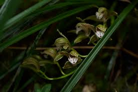 Attēlu rezultāti vaicājumam “Sphagnum flexuosum”