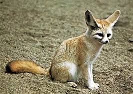 Attēlu rezultāti vaicājumam “Vulpes zerda”