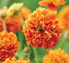 Attēlu rezultāti vaicājumam “Ranunculus flammula fruit”