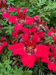 Image result for Ildblomkarse