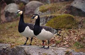 Attēlu rezultāti vaicājumam “Branta leucopsis”