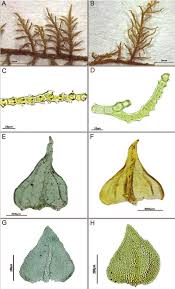 Attēlu rezultāti vaicājumam “Thuidium”
