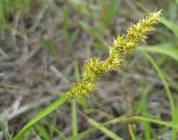 Attēlu rezultāti vaicājumam “Carex cespitosa flower”