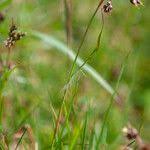 Attēlu rezultāti vaicājumam “Luzula campestris fruit”