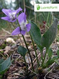 Attēlu rezultāti vaicājumam “Viola rupestris bud”
