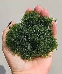 Attēlu rezultāti vaicājumam “Lophocolea minor macro”