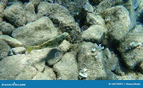 Image result for Siganus rivulatus