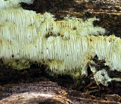 Attēlu rezultāti vaicājumam “Dentipellis fragilis”