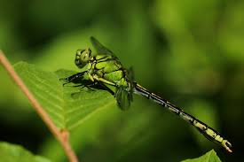 Attēlu rezultāti vaicājumam “Ophiogomphus cecilia”