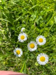 Attēlu rezultāti vaicājumam “Erigeron annuus”