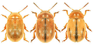 Attēlu rezultāti vaicājumam “Gonioctena”