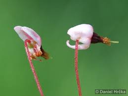 Attēlu rezultāti vaicājumam “Oxycoccus palustris”