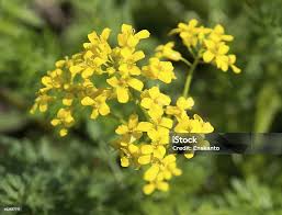 Attēlu rezultāti vaicājumam “Diplotaxis muralis flower”
