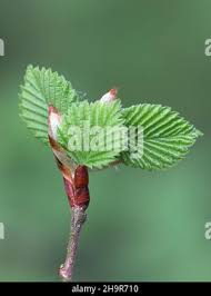 Attēlu rezultāti vaicājumam “Ulmus laevis leaf”