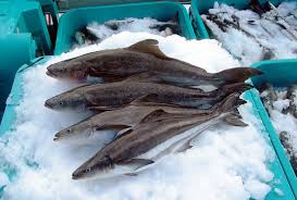 Image result for Rachycentron canadum