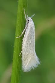 Attēlu rezultāti vaicājumam “Elachista argentella”