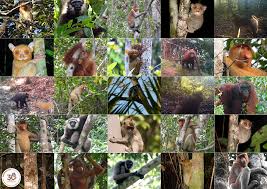 Attēlu rezultāti vaicājumam “Primates”