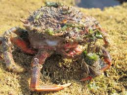 Image result for Maja brachydactyla