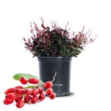 Attēlu rezultāti vaicājumam “Berberis thunbergii fruit”