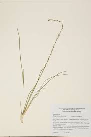 Attēlu rezultāti vaicājumam “Juncaginaceae”