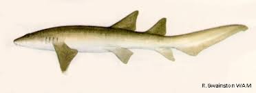 Image result for Nebrius ferrugineus