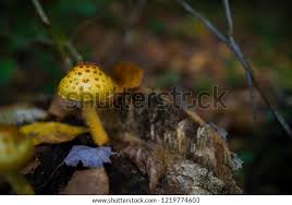 Attēlu rezultāti vaicājumam “Pholiota squarrosoides”